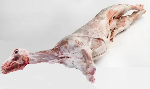 Cordero Lechal Entero Crudo y en Canal
