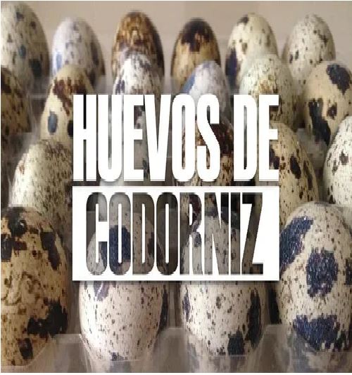 120 Pzas de Huevo De Codorniz Fresco Para Consumo