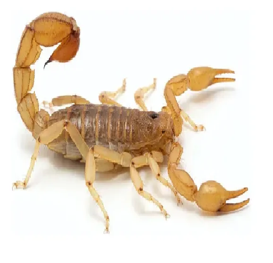 Escorpion Tostado o Crudo de 13 a 15 cm