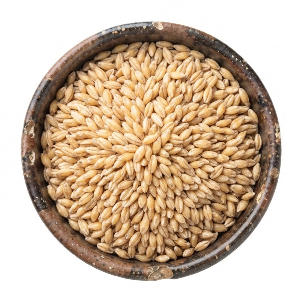 Semilla de Cebada