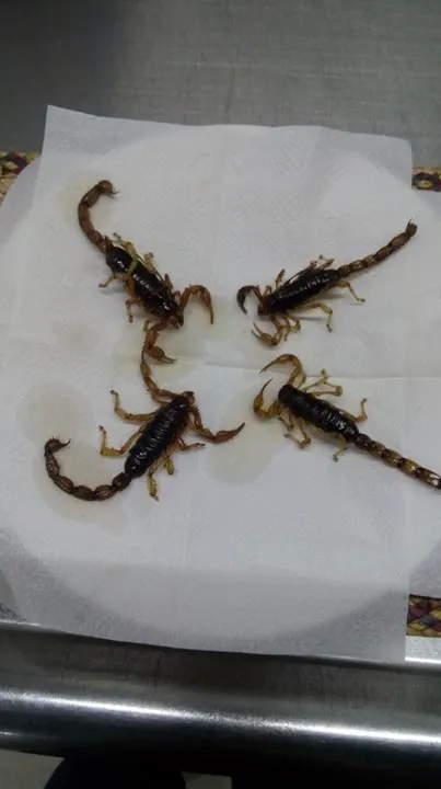 Escorpion Tostado o Crudo de 13 a 15 cm