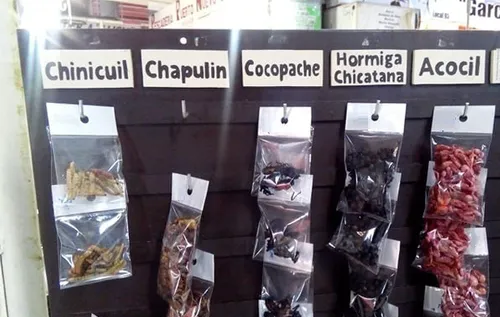 Insectos Comestibles: Orugas, Chinicuil, Tenebrio, Cocopache